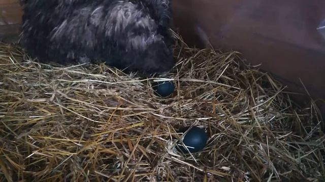 Старооскольский зоопарк - Самец Эму высиживает яйца смотреть онлайн