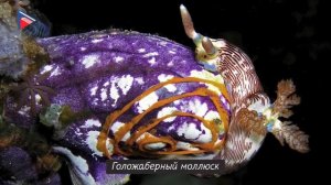 5 класс - Биология - Среды обитания организмов