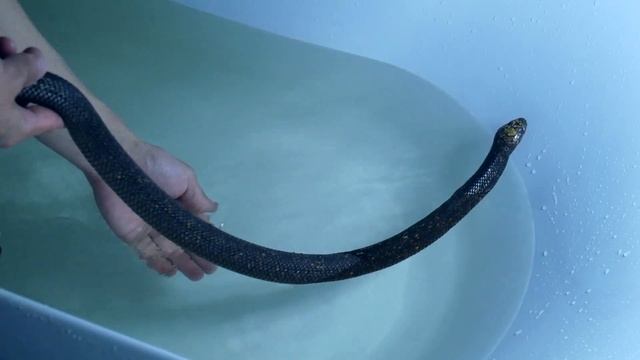 КОБРА В ВАННОЙ! Ядовитые змеи тоже любят купаться смотреть онлайн