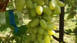 Форма винограда Окинава 5 августа 2023. Виноградник Щереденкова В. А.