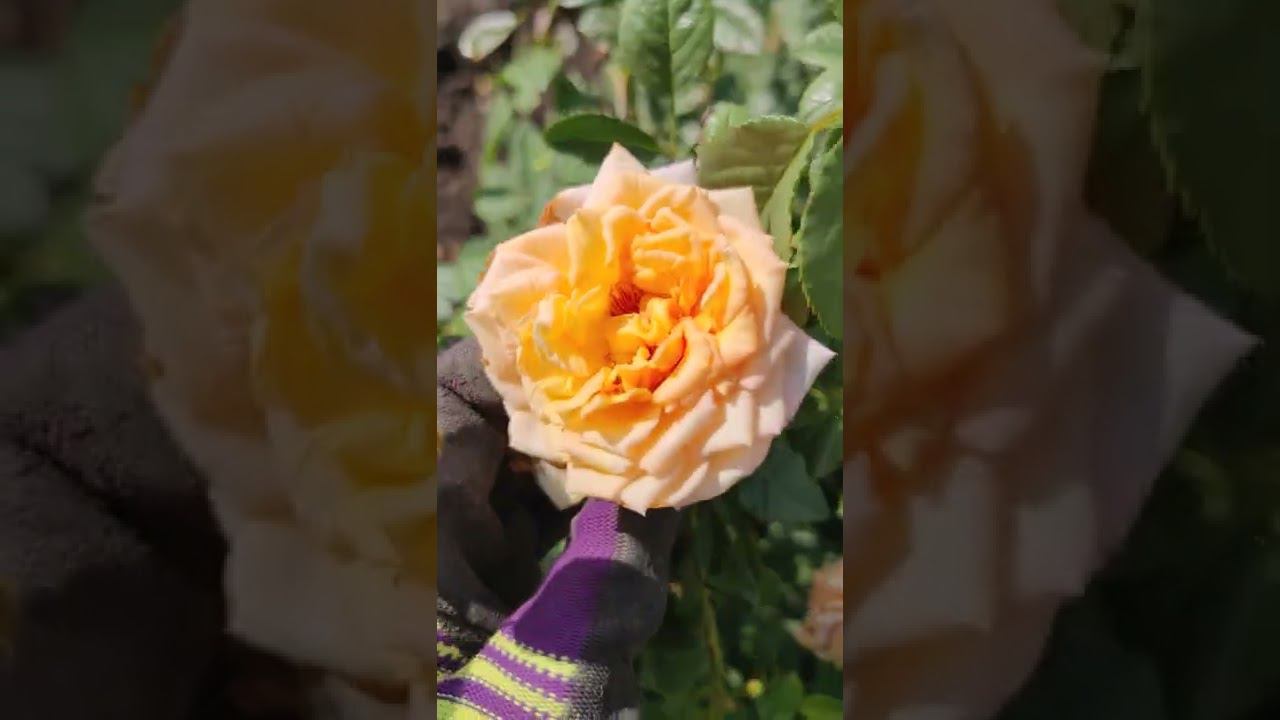 САЖЕНЦЫ РОЗ в семейном питомнике растений rosebushes.ru смотреть онлайн