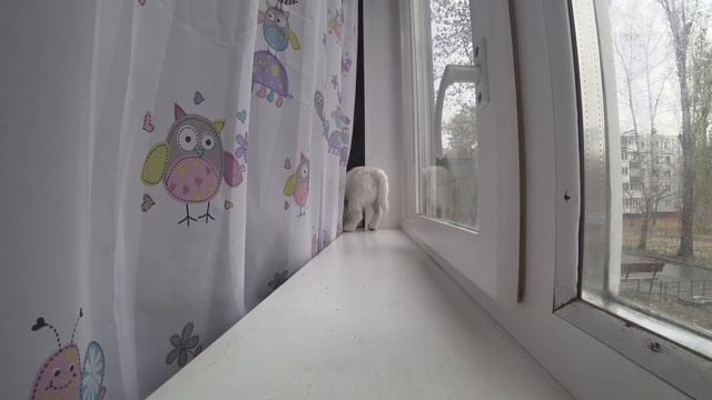 ОДНА ДОМА 2! Оставили Джек Рассела в квартире одного. Собака одна дома. смотреть онлайн