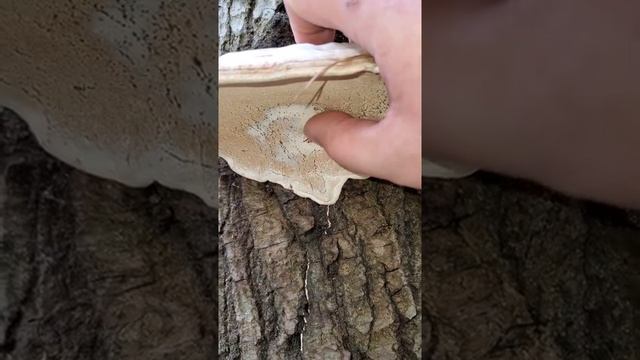 Artists Conk, The Mushroom you can DRAW on. (Ganoderma applanatum) смотреть онлайн