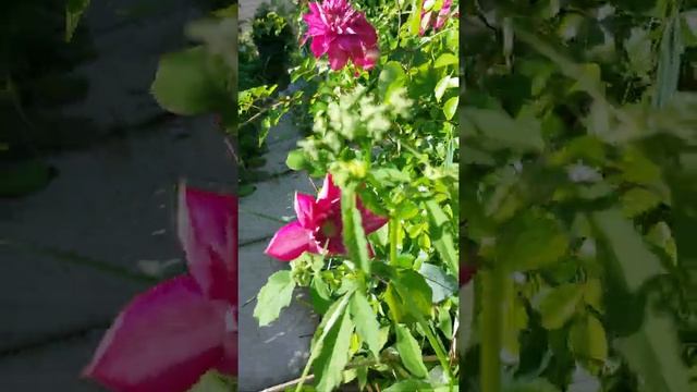 Клематис "Кайзер" (Kaiser) зацвёл. смотреть онлайн