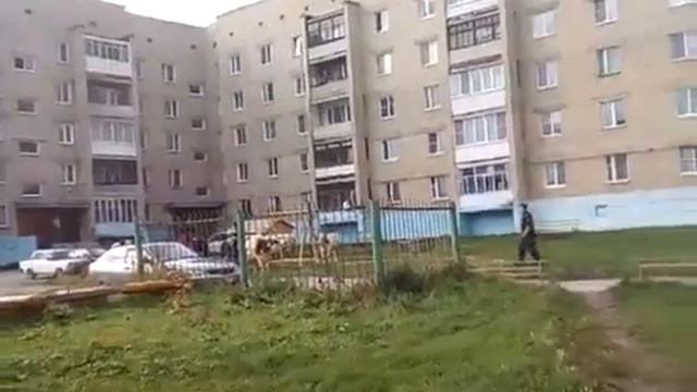 Верхний Уфалей коровы бешеные затоптали женщину смотреть онлайн