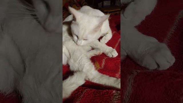 Деревенские коты. Лечим коту уши. смотреть онлайн