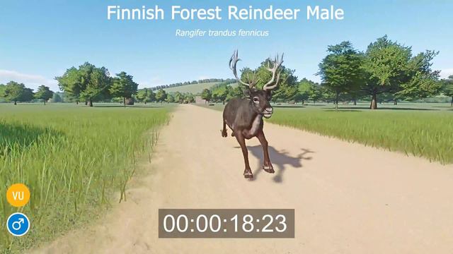 New Species Animals Speed Races In Planet Zoo In 4K UHD Included Forest Buffalo,  Forest Reindeer