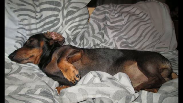 Крым Мирный ТАКСА ГЕКТОР ФОТОПОРТРЕТ смотреть онлайн