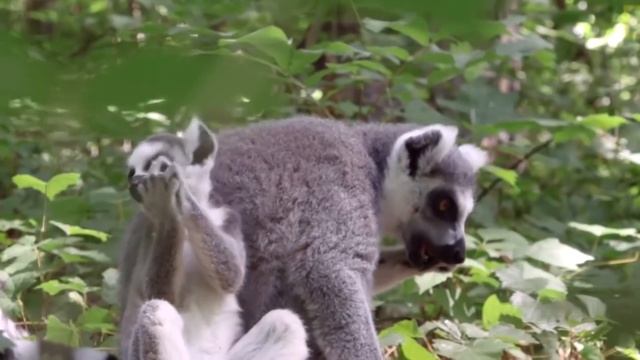 5 МИЛЕЙШИХ ДЕТЕЙ ЖИВОТНЫХ смотреть онлайн