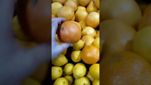 гнилые апельсины, в магазине, Магнит, 17.05.2017, Красногорск смотреть онлайн