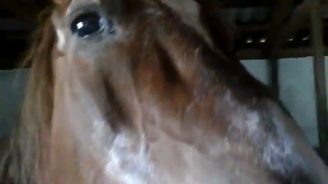 Зоопарк 2 часть смотреть онлайн