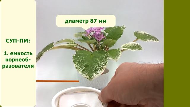 СУП-ПМ и фиалки! Стремительно появляются корни фиалок.