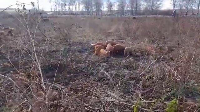 Вес дюрка в 22 и 30 дней? смотреть онлайн