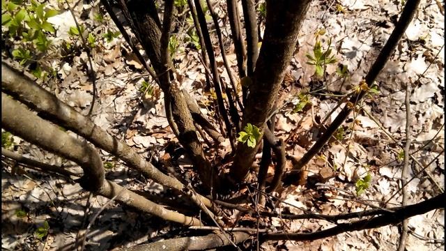 Единцы. Прогулка по лесу. Апрель. смотреть онлайн