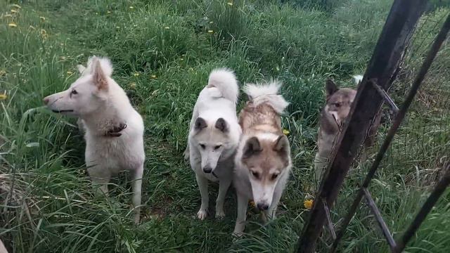 В березках попали под первую грозу смотреть онлайн