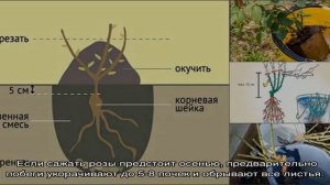 Нужно ли закапывать прививку у розы при посадке