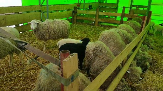 Крос Дорпера смотреть онлайн