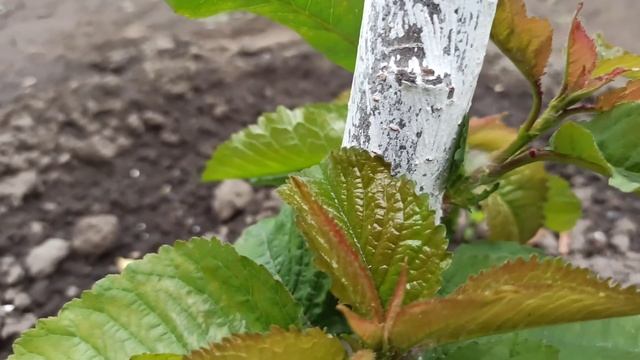 Черешня засохла весной за две недели... смотреть онлайн
