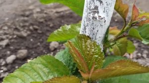 Черешня засохла весной за две недели...