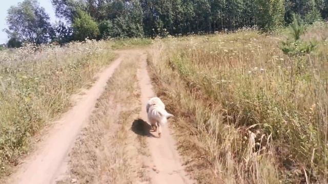 Жучку прополоскали, Гусей проветрили.