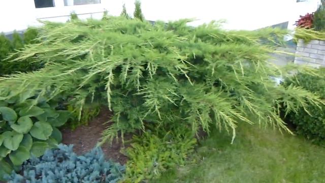 Можжевельник казацкий. Чудо формировки! смотреть онлайн