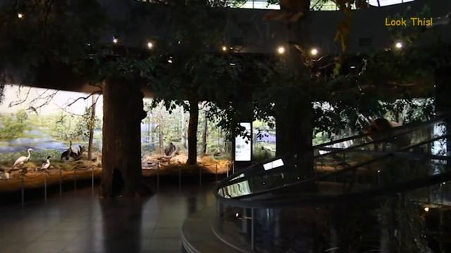 Самые красивые природные места Беларуси! смотреть онлайн