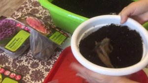 Этапы проращивания клубней георгин. Как, когда, как разделить и обработать клубни.