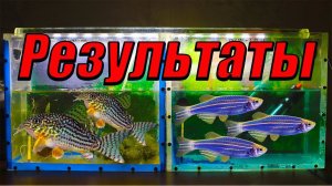 Результаты нереста сомиков и данио!