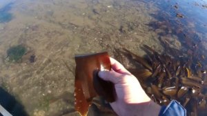 Сбор морепродуктов. Вода ушла но еда осталась. Устрица, трубач, гребешок. Остров Сахалин. Seafood