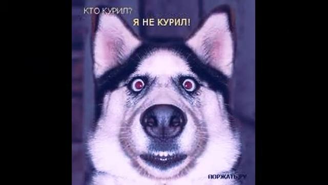 смішні картинки про тварин))))))))))) смотреть онлайн