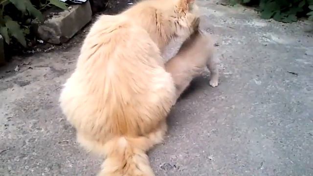 Сибирская кошка и котята. Персиковые смотреть онлайн