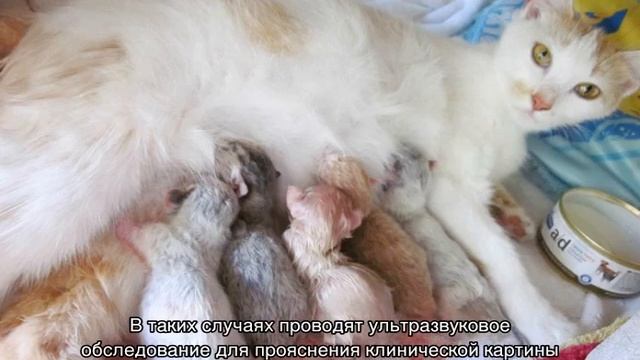 Может ли кошка родить одного котенка или не всех сразу смотреть онлайн
