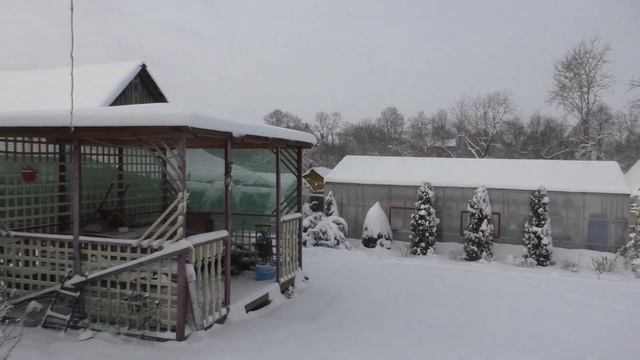 Зима вернулась! Чистим дорожки, стряхиваем снег с хвойных растений