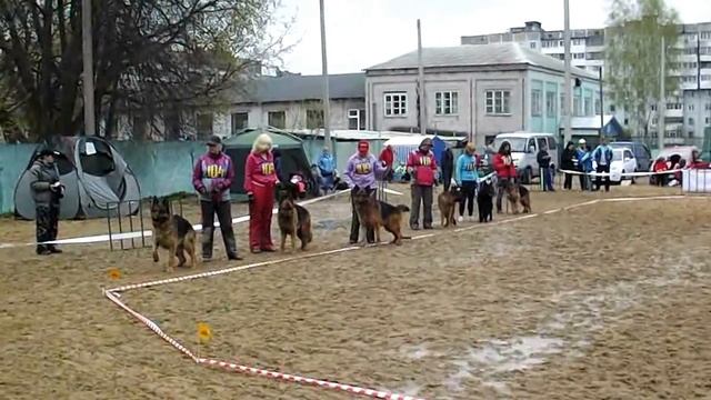 РАБОЧИЕ КОБЕЛИ выстрел _ RussianSiegerZuchtSchau 2013
