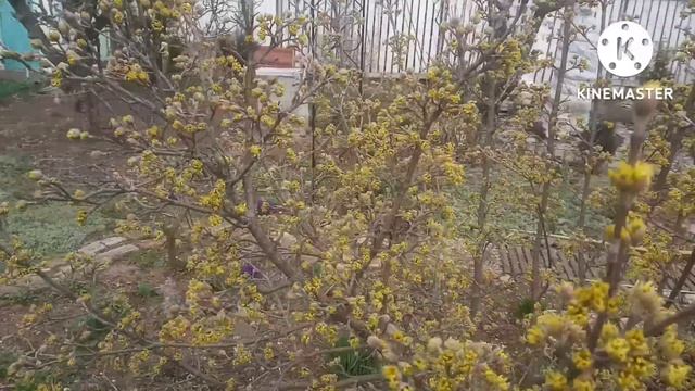 Кизил садовый. смотреть онлайн