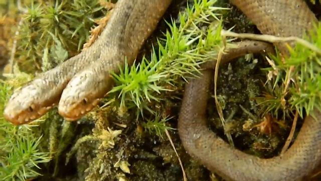 Змея с ДВУМЯ головами в Беларуси!!! wildlife смотреть онлайн