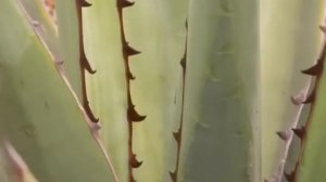 80 Лучших садов мира с Монти Доном. Сады Кубы и Мексики