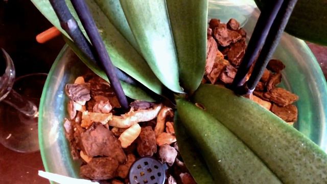 Изменения моих орхидей на 15 мая и чем я их поливаю. смотреть онлайн