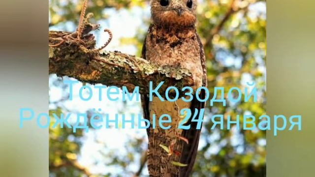 Тотем Козодой рождённые 24 января смотреть онлайн