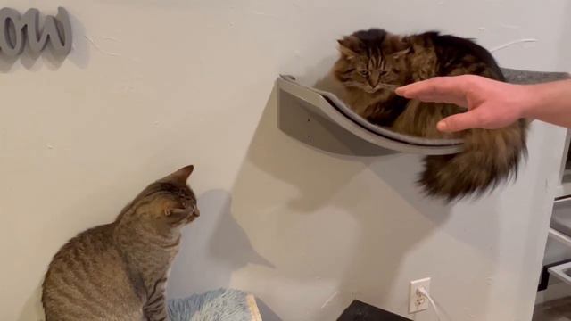 New cat hisses and growls смотреть онлайн
