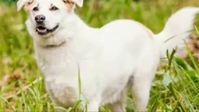 Почему собаки лают на одних людей и добры к другим? смотреть онлайн