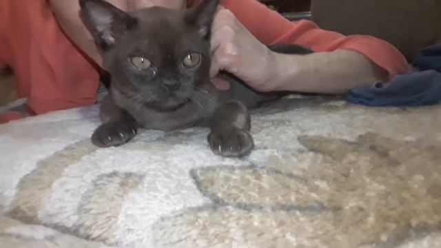 Питомник европейской бурмы. Majoris-Cats. Я о нем мечтала 3 года смотреть онлайн