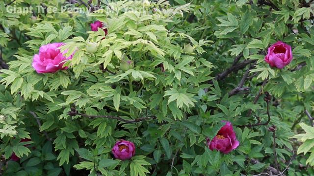 Giant Tree Peony in My Yard/Arbusto de la Peonia/前院的牡丹花/ボダンの花 смотреть онлайн