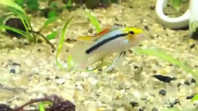 Апистограмма трёхполосая, научное наименование Apistogramma trifasciata. смотреть онлайн