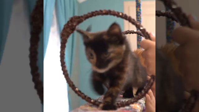 Вебинар смотреть онлайн