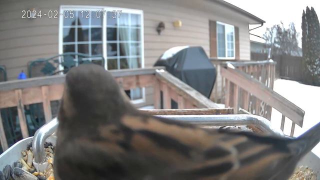 2/5/2024 Flathead Valley Bird Cam смотреть онлайн
