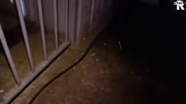 Ван Перси и бедный ребёнок. смотреть онлайн