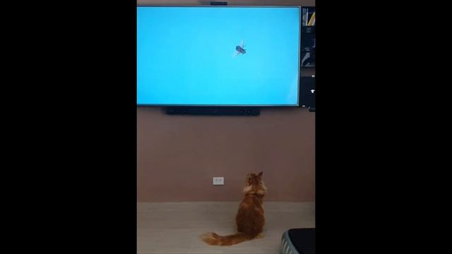 игры для котов на экране телевизора, на планшете или на телефоне смотреть онлайн