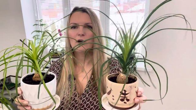 ОБЗОР/ ВАМ НОЛИНА ОЧЕНЬ ПОНРАВИТСЯ / УХОД И ВЫРАЩИВАНИЕ ИЗ СЕМЯН / КОМНАТНЫЕ ЦВЕТЫ смотреть онлайн