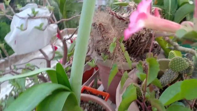 এমারিলিস মেরিলিন লিলি/Amaryllis Merilin Lily flower in my roof top garden #flowers смотреть онлайн